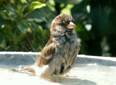Female house sparrow bathing by Joan Burkmar