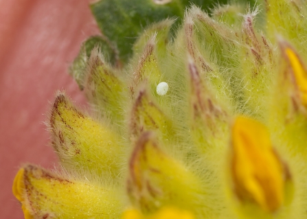 Small blue butterfly egg Trumpington Meadows  Trevor Sawyer