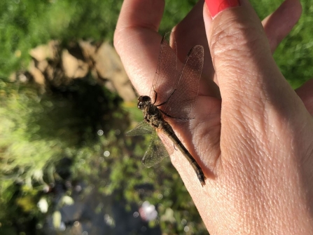 Common darter on hand