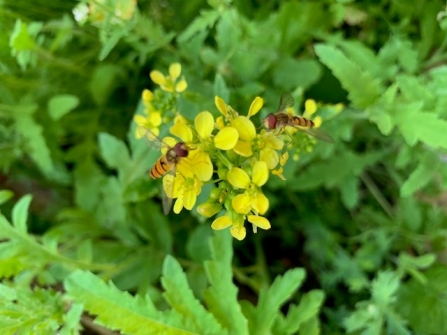 Hoverflies on flowers