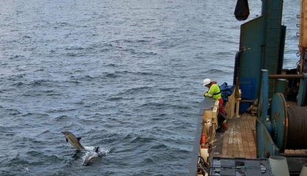 Curious common dolphins swim alongside the ship as crew look on 