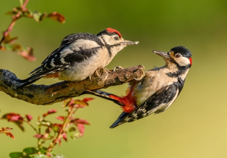 An adult great spotted woodpecker feeding a juvenile on opposite sides of a branch