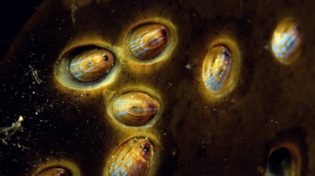 Blue-rayed limpets 