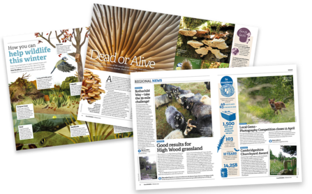 Three spreads from Local Wildlife showing features and news