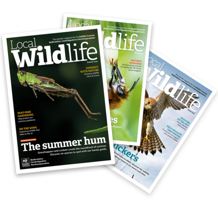 A fan of three Local Wildlife magazines - Winter 2019, Spring 2020 and Summer 2020