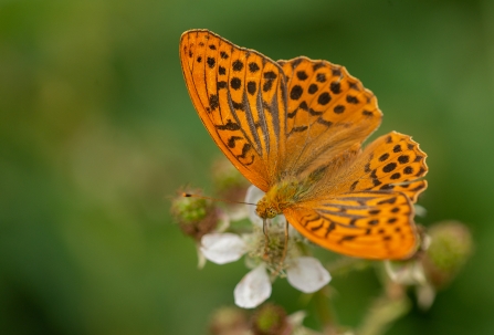 Silver-washed fritillary by Kevin Lunham