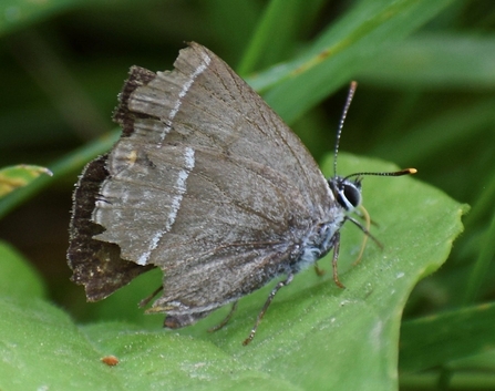 A bedraggled looking hairstreak butterfly