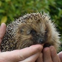 Hedgehog being held