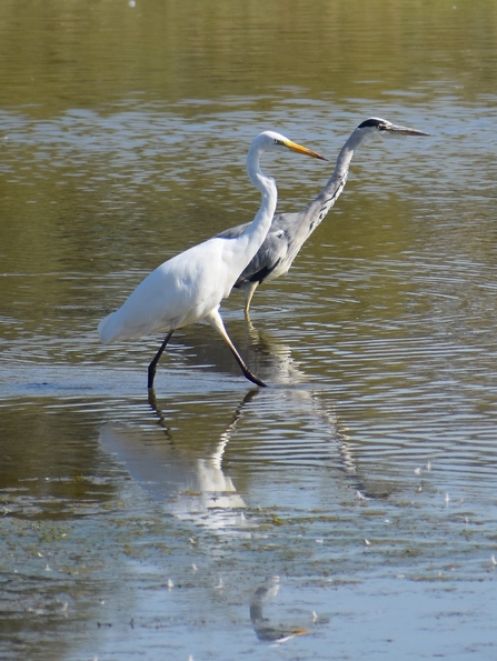 Grey heron and great white egret stepping out together
