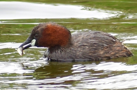 Little grebe with a fish at Trumpington Meadows