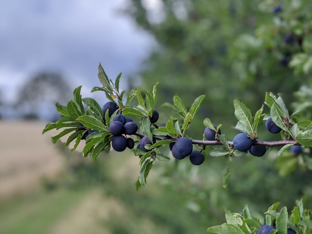 Sloe berries by Rebecca Neal