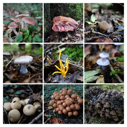 Fungal Foray at King's Wood