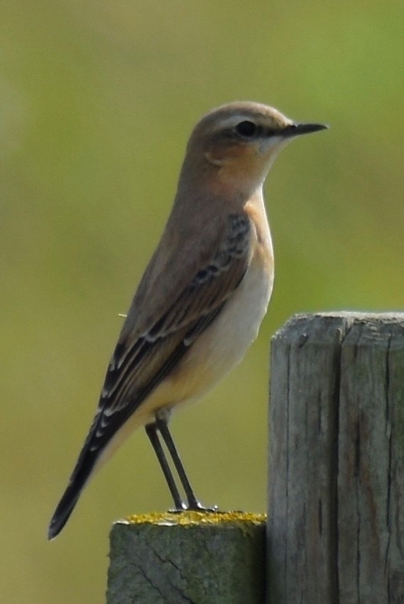 Wheatear standing tall on a wooden post