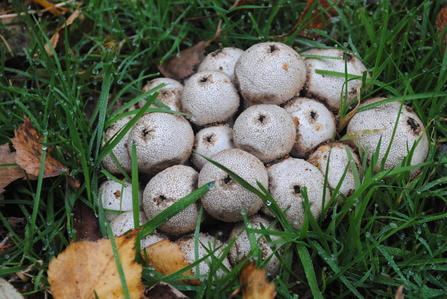 Puffball fungi