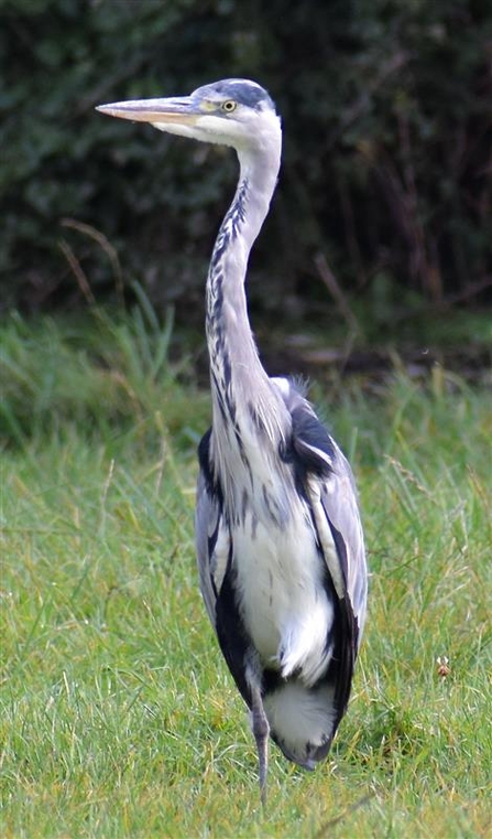 One-legged grey heron at Godmanchester