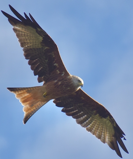 Red kite against a blue sky