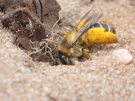 The pantaloon bee, Dasypoda hirtipes, requires bare earth on heathland in which to nest
