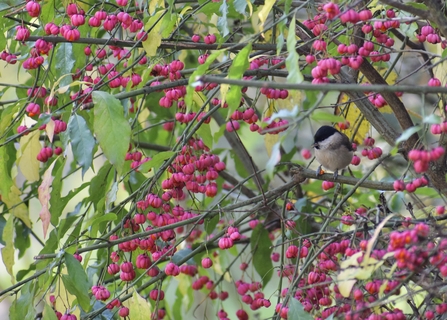 Marsh tit and spindle berries