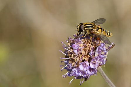 Hoverfly