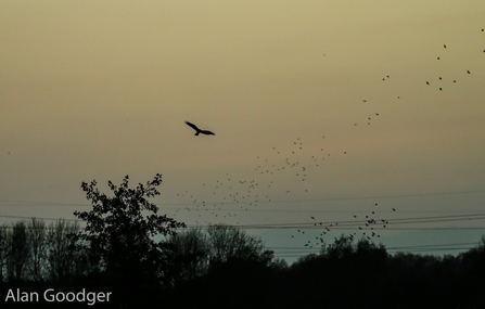 Marsh harrier 