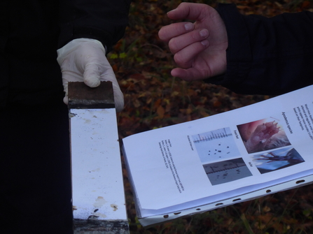 Dormouse footprint tunnel