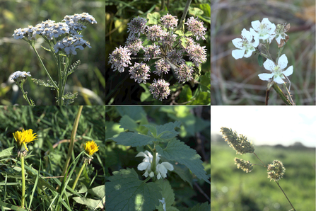 Yarrow, hogweed, bramble, dandelion, white dead-nettle and cock's-foot flowers in November.