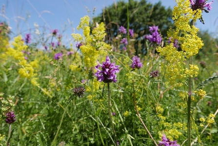Betony at Upwood Meadows June - c. Robert Enderby