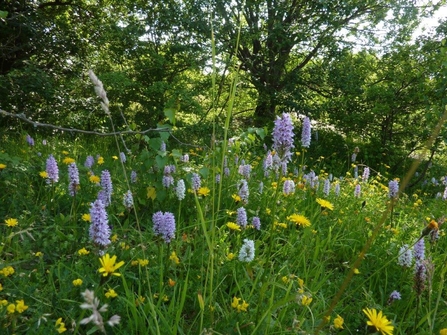 Common spotted orchids at Houghton Regis - The Wildlife Trust BCN