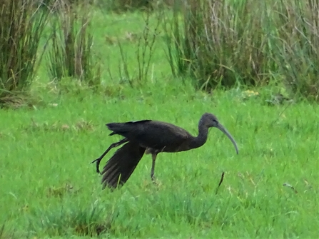 glossy ibis - HBrown