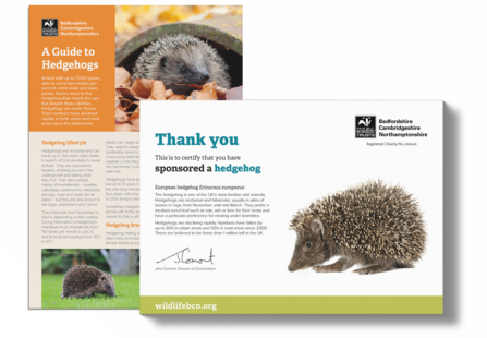 Sponsor A Hedgehog Certificate and Fact Sheet
