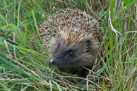 hedgehog c John Bridges