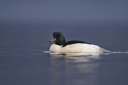 Male goosander