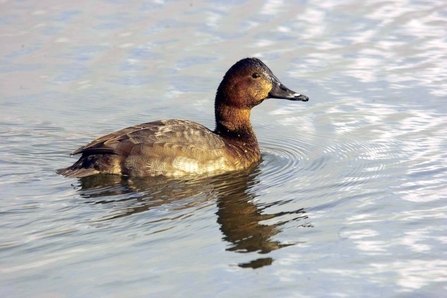 Female pochard