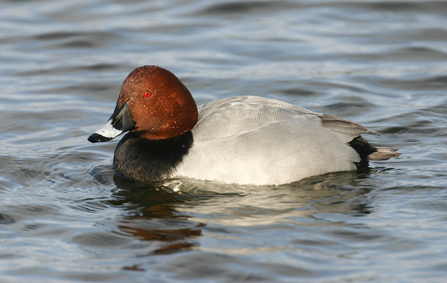 Male pochard