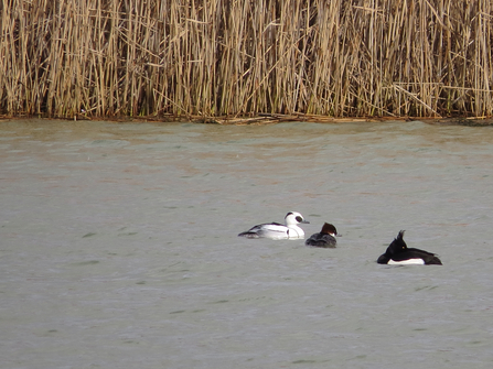 Pair of smew