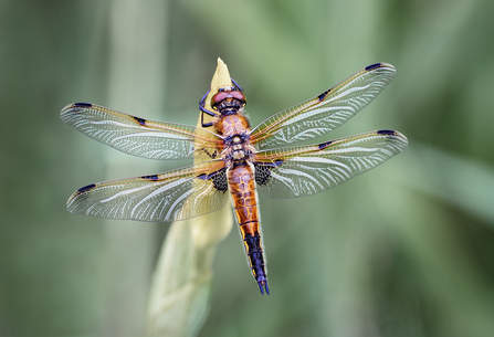 Four-spotted chaser perched on a bud