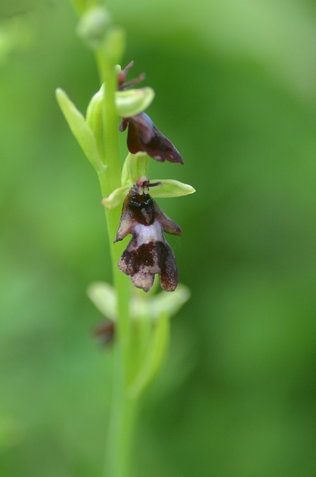 Fly Orchid - Ryan Clark