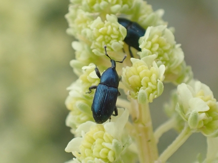 Aulacobaris picicornis - Ryan Clark