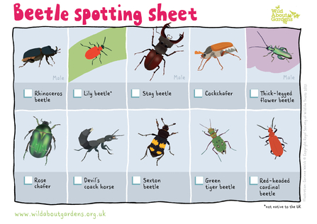 Beetle ID sheet
