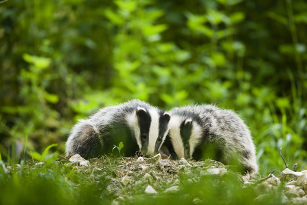 Badgers, Elliott Neep