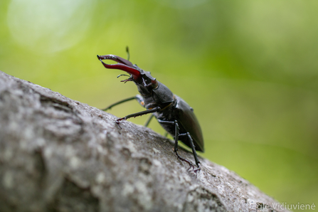 Lucanus cervus - stag beetle by Eglė Vičiuvienė