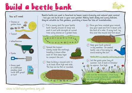 Build a beetle bank
