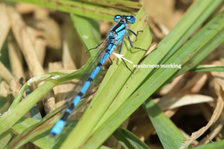 Common blue damselfly (c) Vicky Nall