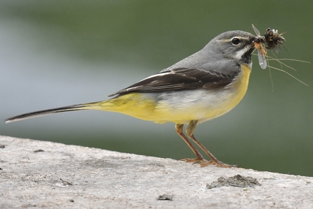 Grey wagtail with beak stuffed with insects
