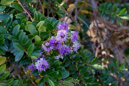 Hebe with purple flowers