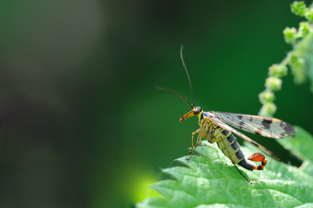 Scorpion fly (c) Amy Lewis