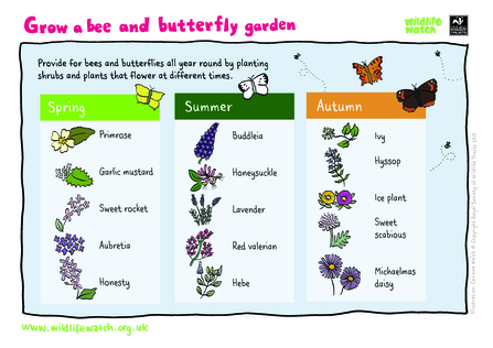 Grow a bee and butterfly garden