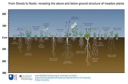 Floodplain roots diagram