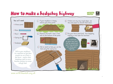 How to make a hedgehog highway