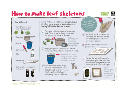 How to make leaf skeletons